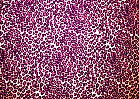 Leopard Print Stock Photos