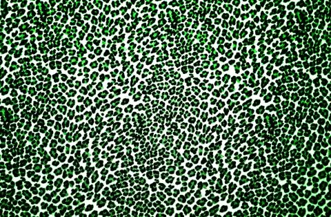 Leopard Print Stock Photos