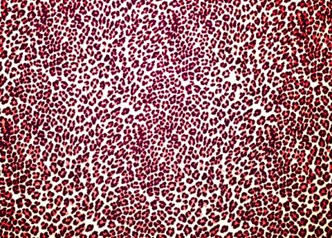 Leopard Print Stock Photos
