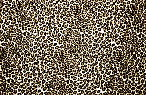 Leopard Print Stock Photos