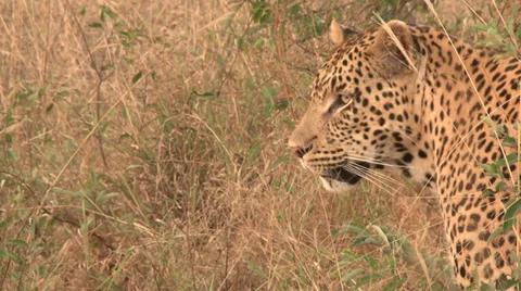 Leopard Profile Stock Footage