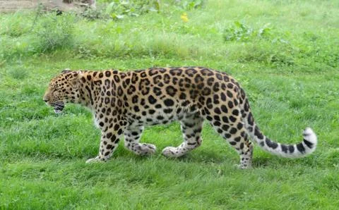 Leopard profile Stock Photos