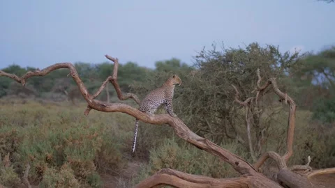 A Leopard proudly sitting on a tree stump in the early evening in central Stock Footage 282731308
