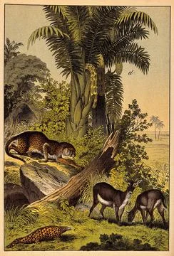 A leopard prowling about a group of antelopes in a jungle. Colour line block. Stock Illustration