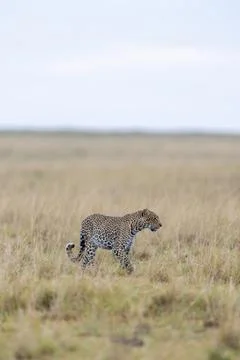 Leopard Prowling in the Grassland Stock Photos