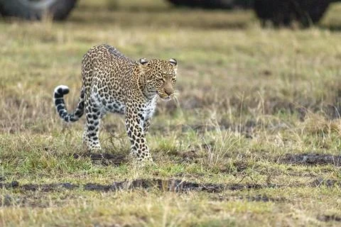 Leopard Prowling in the Grassland Stock Photos