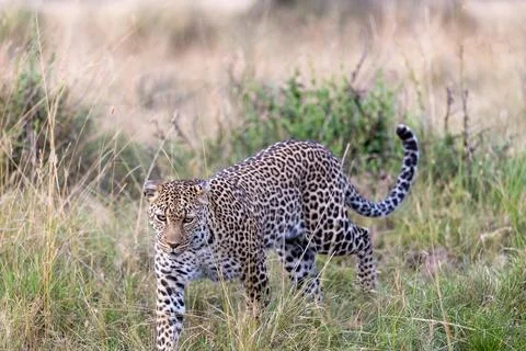 Leopard Prowling in the Grassland Stock Photos