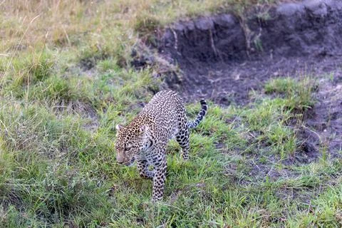 Leopard Prowling in the Riverbank Stock Photos