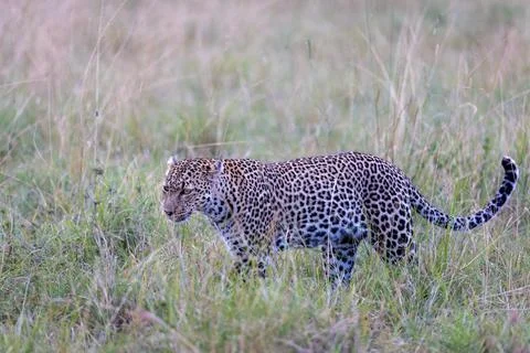 Leopard Prowling in the Tall Grass Stock Photos