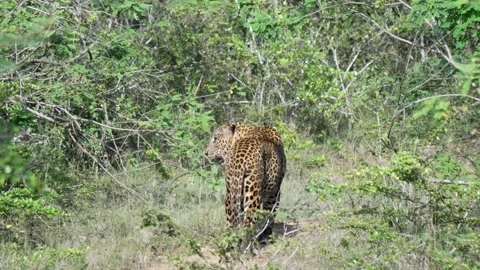 Leopard prowling through dry underbrush in Yala National Park, Sri Lankan Stock Footage 311565744