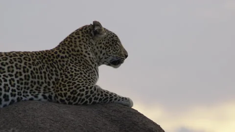 Leopard queen on termite mound Stock Footage 143473930