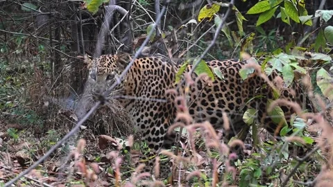 Leopard quietly observing its surroundings in Tadoba national park Stock Footage 327521882