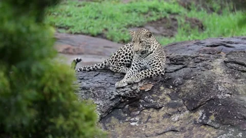 Leopard raises his tail as curiosity increase Stock Footage 229458291