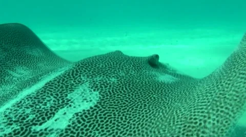 Leopard Ray Stock Footage 45731593