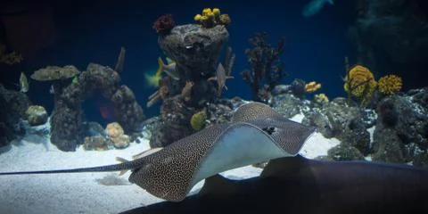 Leopard ray Stock Photos