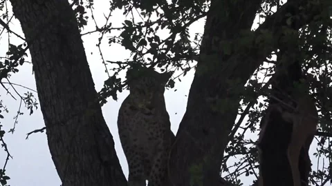 Leopard reaches cached antelope and begins to feed — Part 13 (Hero) Stock Footage 320790179