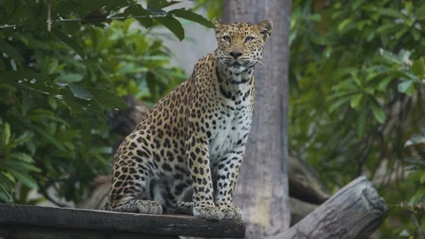 Leopard ready to hunt. Stock Footage 97120209
