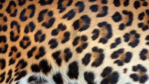Leopard real fur blowing on the wind. Close up macro shot of animal hair in s Stock Footage 101866104