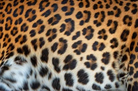 Leopard real fur texture Stock Photos