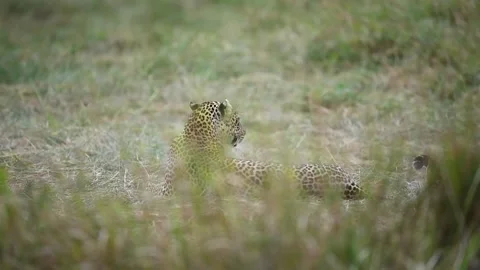 Leopard relaxes on the long grass in the African Savannah. Stock-Footage 332411315