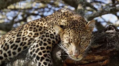 LEOPARD RELAXES IN TREE 库存影片 48475339