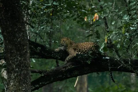 A leopard relaxing in the forest Stock Photos