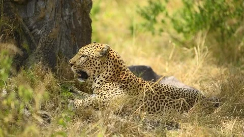 Leopard relaxing on the grass in the Savannah. Stock Footage 331302567