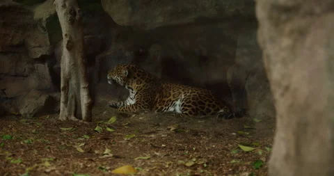 A leopard relaxing on the ground in a shaded area. Stock Footage 295160983
