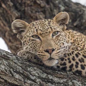 Leopard relaxing with head on paws in a tree Stock Photos