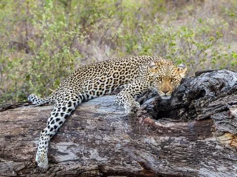 Leopard Relaxing Laying Down on a Tree Trunk, South Africa Stock Photos