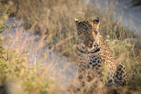 A Leopard relaxing on the road. Stock Photos