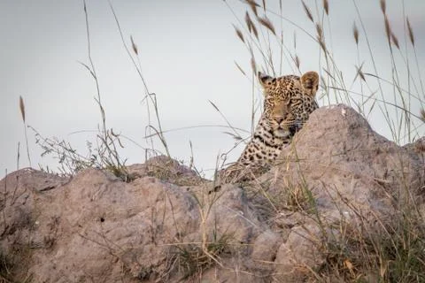 A Leopard relaxing on top of a termite mound. Stock Photos
