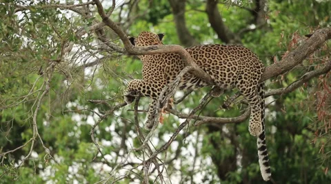 Leopard Relaxing In A Tree Stock Footage