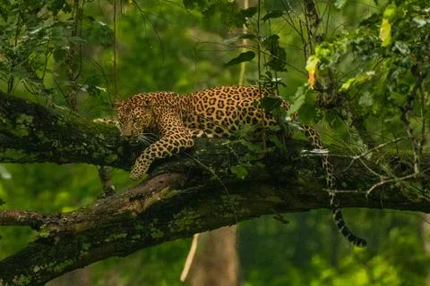 A leopard relaxing in a tree Stock Photos