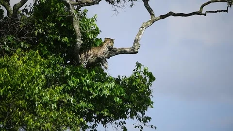 Leopard relaxing on a tree in the savannah. Stock Footage 331354290
