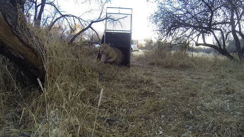 Leopard released from a cage Stock-Footage 86514864