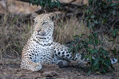 Leopard in repose Stock Photos