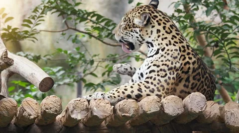 Leopard rest on wood floor. Stock Footage 68909877