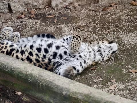 Leopard In Restful Pose. Peaceful Leopard Calmly Rests On Its Back Amidst T.. Stock Photos