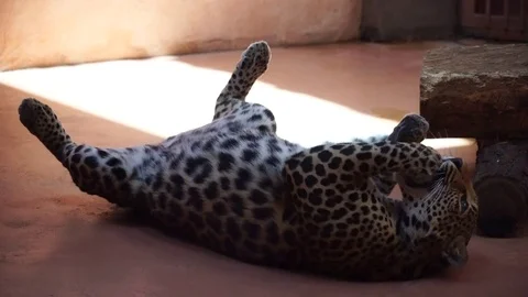 Leopard resting and cleans its claws. 4K 動画素材 84326228