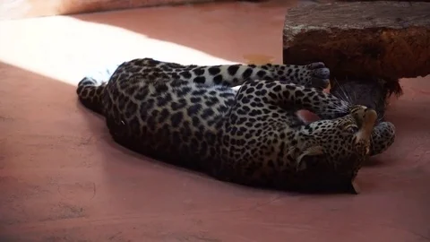 Leopard resting and cleans its claws. 4K 스톡 동영상 84326290