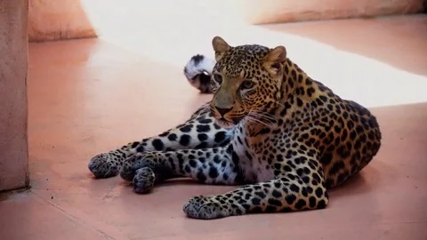 Leopard resting and cleans its skin. 4K Vídeos de archivo 84326413