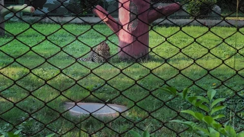 Leopard Resting and Feeding Inside Enclosure Stock Footage 323919772
