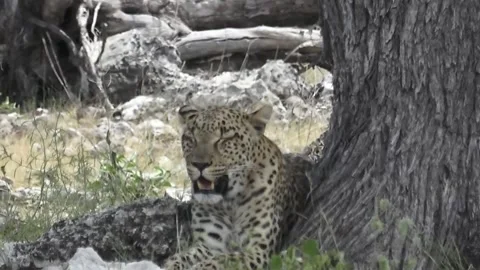 Leopard resting at base of tree; trunk on right — Part 26 Stock Footage 320790272