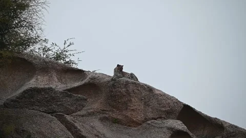 Leopard resting on a boulder in the evening light at Jawai national park Stock Footage 289843068