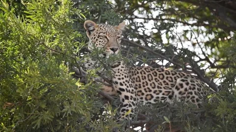 Leopard resting on branch with a brief glance — Part 2 Stock Footage 320845681