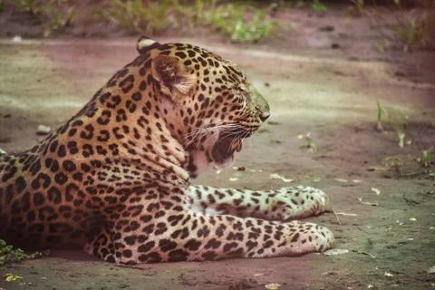 Leopard resting in the cage Fotos de archivo