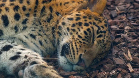 The leopard is resting in the enclosure. Stock Footage 250236543
