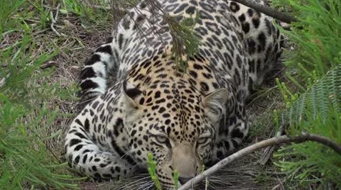 Leopard resting Stock Footage 12208098