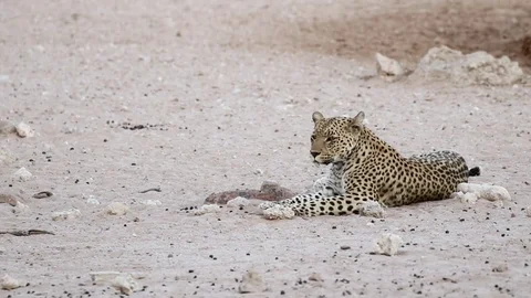 Leopard resting Stock Footage 80523294